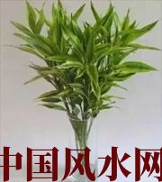 潜江十二生肖养什么植物最旺财运？你知道吗！