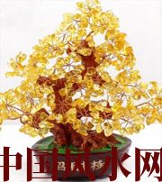 潜江买了招财植物却不能发财，是方位摆错了！